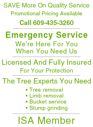 Tree Work - Atlantic County, NJ  - North American Tree Experts LLC	